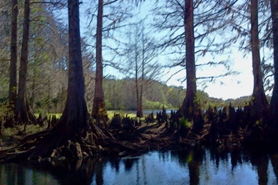 Wetland/swamp Backgrounds 1 By Kageitachi On DeviantArt