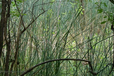 Big Backgrounds   Backgrounds   "Whispy Swamp 2" At 1440 X 900