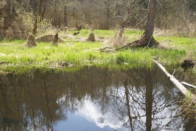 Swamp Backgrounds 5 By Terrestri stockz On DeviantArt