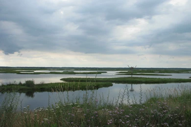 File:Swamp Scenic With Osprey Nest In Background.jpg   Wikimedia ...