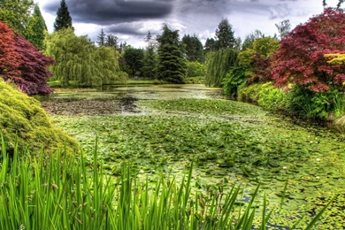 Download Wallpapers 1920x1080 Swamp, Grass, Trees Full HD 1080p HD ...