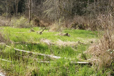 Swamp Backgrounds 6 By Terrestri stockz On DeviantArt