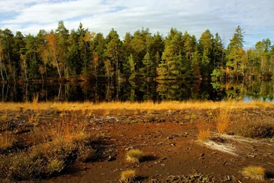 Swamp Backgrounds 2nd By Burtn On DeviantArt