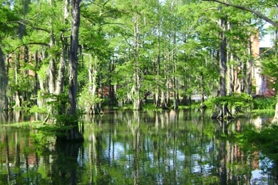 Background Swamp/marshes On Pinterest