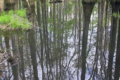 Congaree Swamp National Park