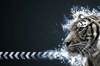 Abstract Cats Tigers 1920x1200 Wallpapers – Animals Cats HD Desktop ...