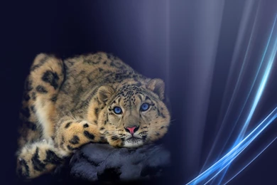 Download Abstract Animals Wallpapers 1920x1200