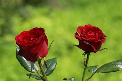 Rose Images Hd Collection (38+)