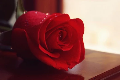 HD Cute Rose Wallpapers Widescreen Full Size   HiReWallpapers 4138