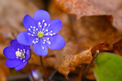 Spring Scene With Liverleaf ~ Mystery Wallpapers