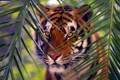 Animals Nature Tigers Best Widescreen Backgrounds Awesome