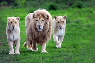 Animals,nature Nature Animals Lions Wild Cats Baby Animals ...