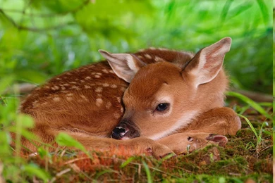 Deer, Nature, Animals, Fawns, Baby Animals Wallpapers HD / Desktop ...