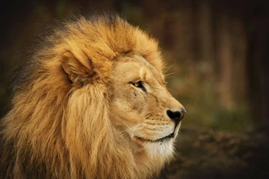 Animals,nature Nature Animals Lions Wild Cats Baby Animals ...