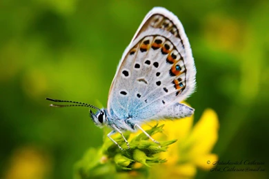 Download Wallpapers 2560x1600 Butterfly, Blues, Marco, Insects ...