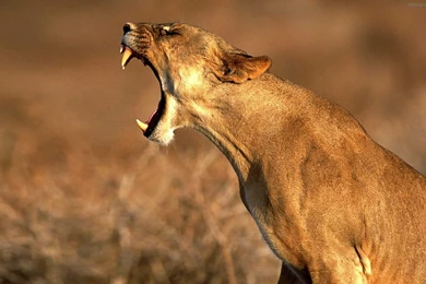 Download Nature Animals Wallpapers 1920x1200