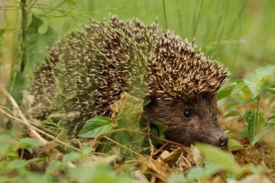 Download Nature Animals Wallpapers 1920x1200