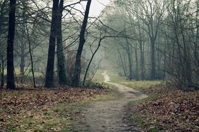 Woods Wallpapers Collection (22+)