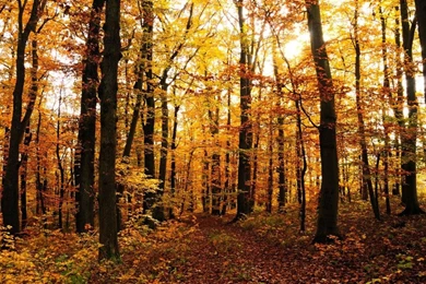Autumn In The Woods Wallpapers   (