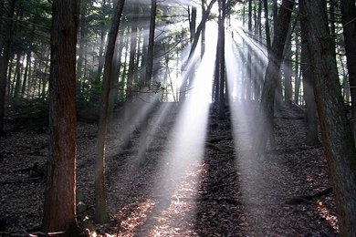 800x600px 287.24 KB Out Of The Woods