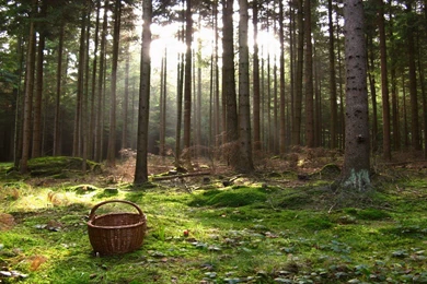 A Basket In The Woods
