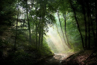 26743 sunlit path in the woods 1920×1080 nature wallpapers ...