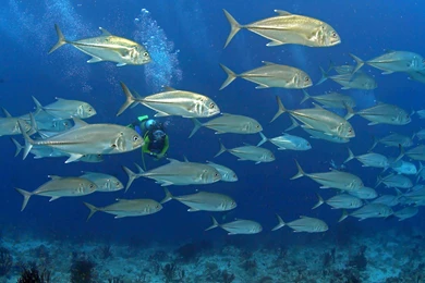 Deep Sea Free Wallpapers In HD