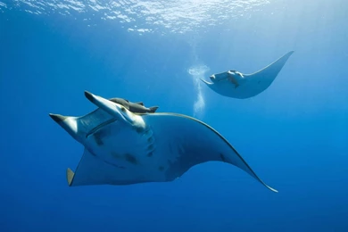 Beautiful Beach Hd Wallpapers (77)