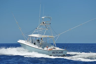 Majesty Deep Sea Fishing Wallpapers Of Insect And Animals ...