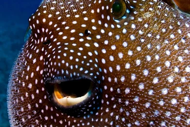 Deep sea Fish Galaxy S6 Wallpapers