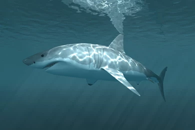 Fish: Shark Deep Sea Rekin Zwierzeta Morskie Ryby 14 Wallpapers For ...