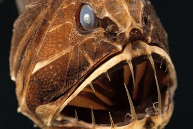 Download Wallpapers Deep sea Fish Fangtooth (1920 X 1080 HDTV 1080p ...