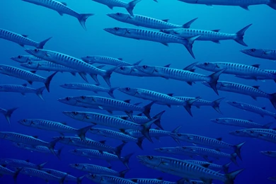 A Flock Of Fish In The Deep Ocean Wallpapers And Images ...