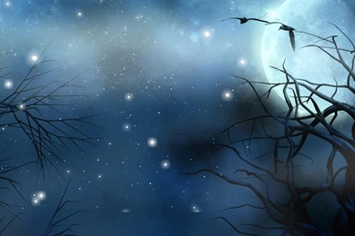 HD Birds Blue Moon Wallpapers