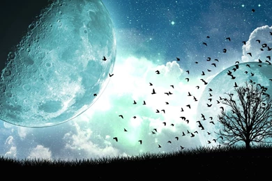 Birds And Tree Under The Blue Moon : Desktop And Mobile Wallpapers ...