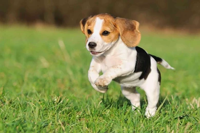 Beagle Puppy Computer Wallpapers 4522 Hd Wallpapers