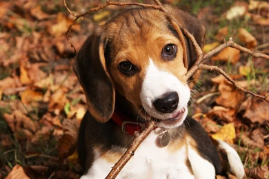 Download Cute Beagle Puppy Wallpapers   Wallpapers Printed