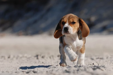 16 HD Beagle Dog Wallpapers   HDWallSource.com