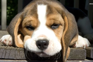 Beagle Puppy Wallpapers   Wallpapers Cave