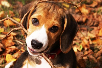 Beagle Wallpapers   Wallpapers Cave