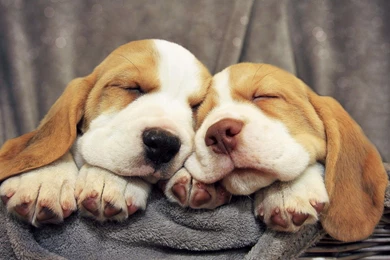 Download Wallpapers 3840x2160 Beagles, Puppies, Dogs 4K Ultra HD HD ...