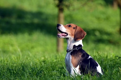 Full HD 1080p Beagle Wallpapers HD, Desktop Backgrounds 1920x1080