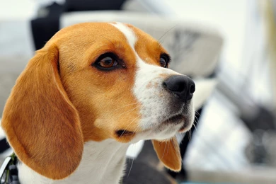 42 Beagle HD Wallpapers