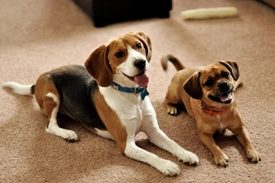 Download Wallpapers 1920x1080 Beagle, Puppies, Couple, Sit, Waiting ...