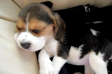 A VERY SLEEPY BEAGLE PUPPY WALLPAPER   (