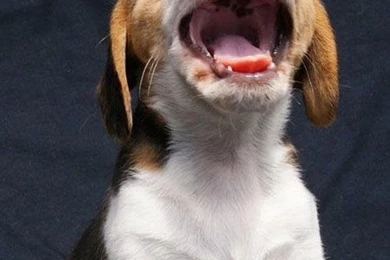 Beagle Wallpapers HD   Android Apps On Google Play