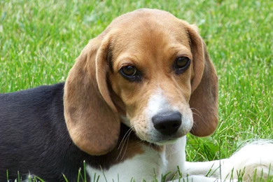 High Definition Dog Wallpapers For Free Download