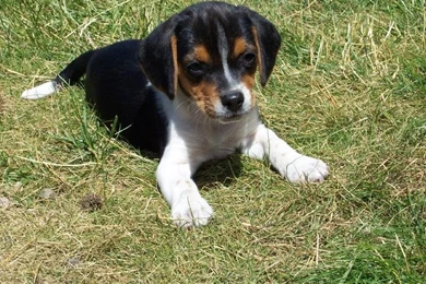 Beagle Puppies Wallpapers