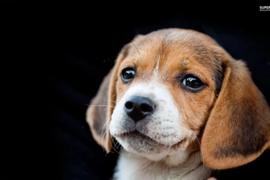 Cute Beagle Puppy Pictures   Wallpapers HD Fine