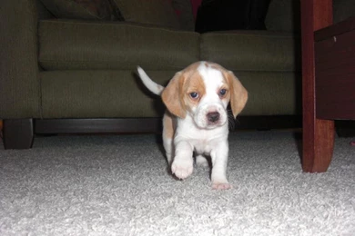 Beagle Puppy Animal Baby Dog Pet Table UNDER HD Wallpaper,animals ...